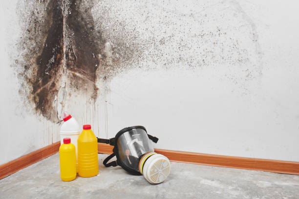 Professional Mold Remediation in Bridgehampton, NY