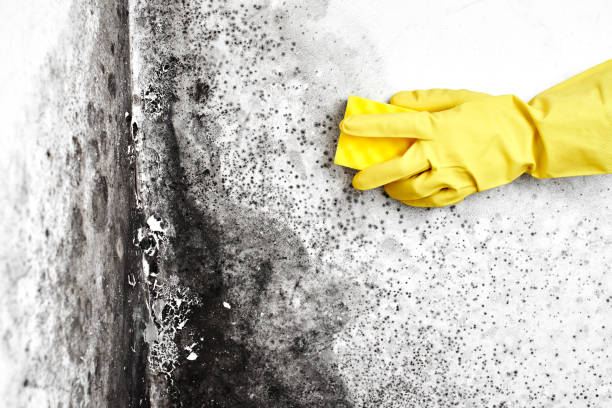 Best Emergency Mold Remediation  in Bridgehampton, NY