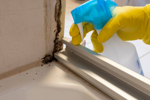 Best Emergency Mold Remediation  in Bridgehampton, NY