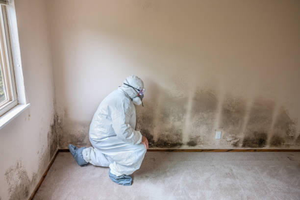 Best Residential Mold Inspection & Testing  in Bridgehampton, NY